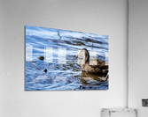 Duck Blue Water Acrylic Print