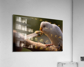 Feeding Bird Acrylic Print