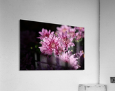 Flower Pink Acrylic Print
