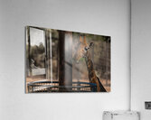Giraffe Zoo Acrylic Print