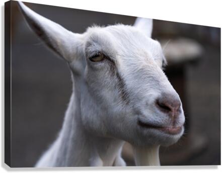 White Goat Canvas Print