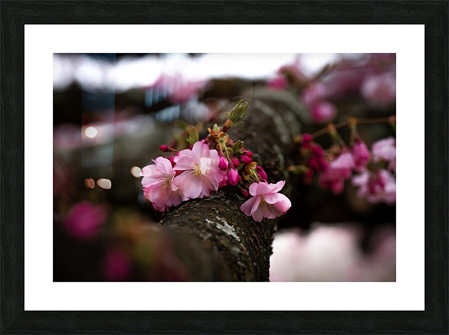Flower Blossom Picture Frame print