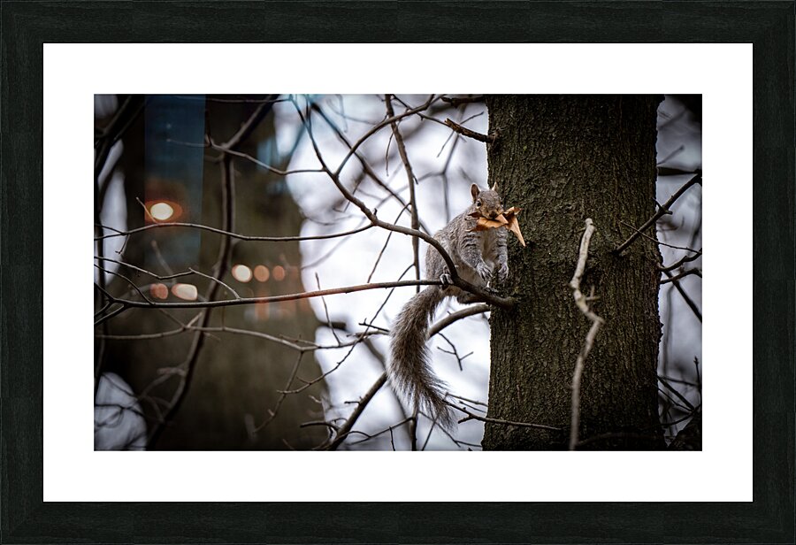Squirrel Nest Picture Frame print