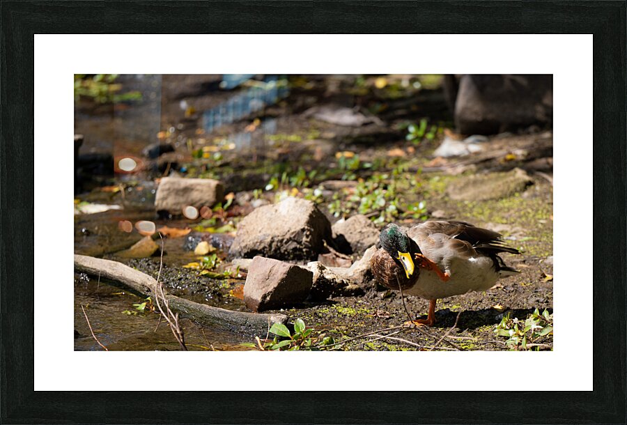 Duck Life Picture Frame print