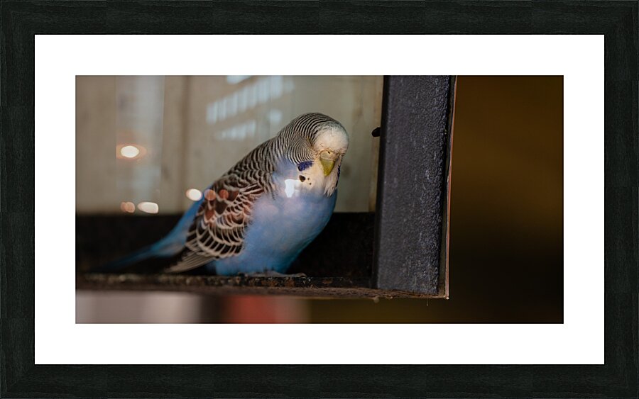Resting Bird Picture Frame print