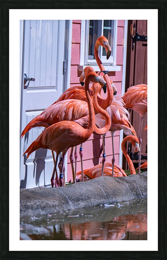 Flamingos Picture Frame print