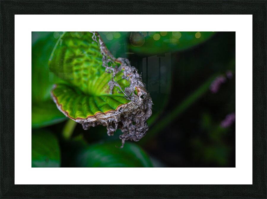 Leaf Picture Frame print