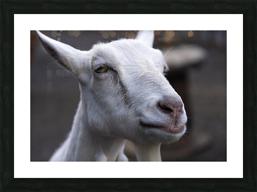 White Goat Picture Frame print