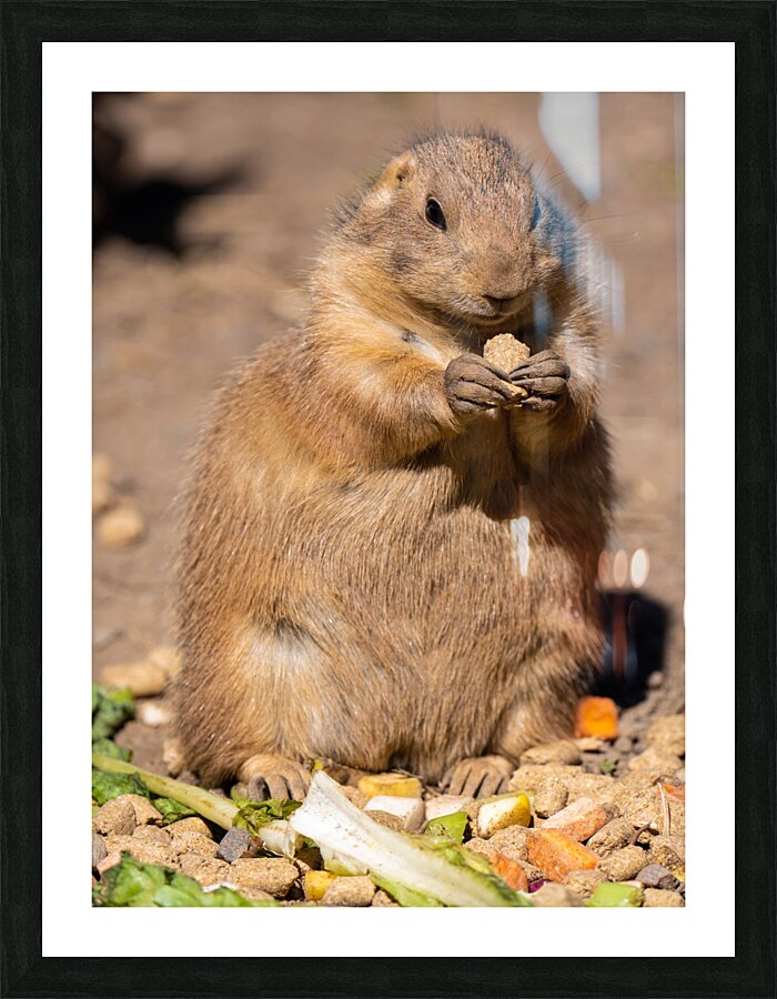 Prairie Dog  Picture Frame print