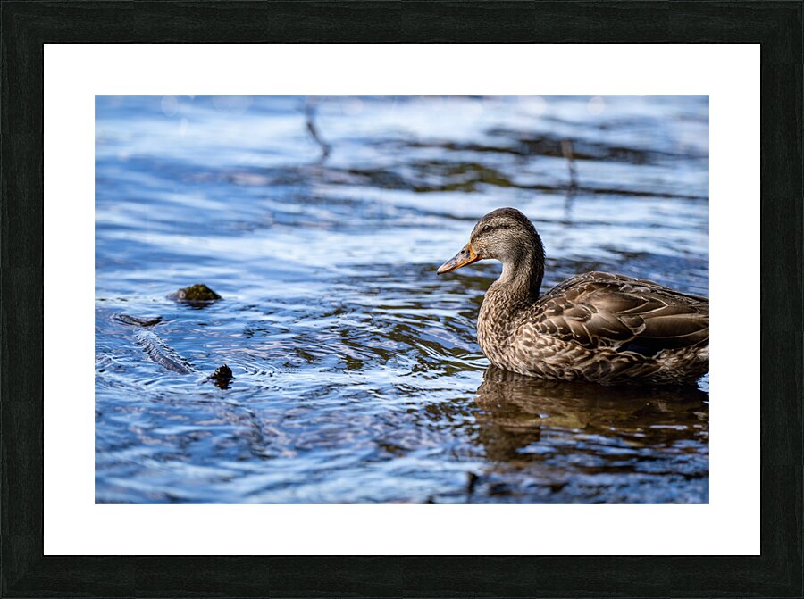 Duck Blue Water Picture Frame print