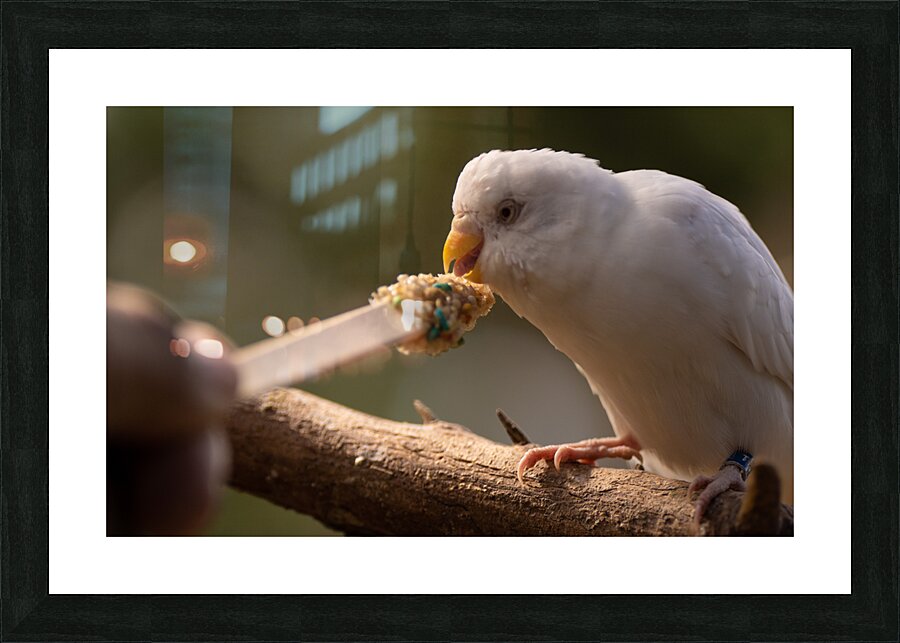 Feeding Bird Picture Frame print