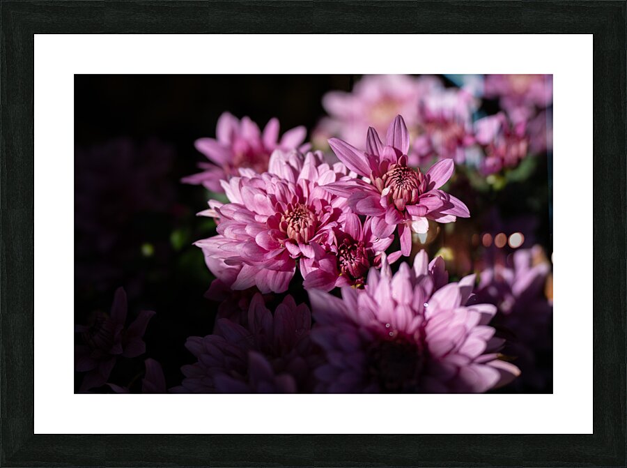 Flower Pink Picture Frame print