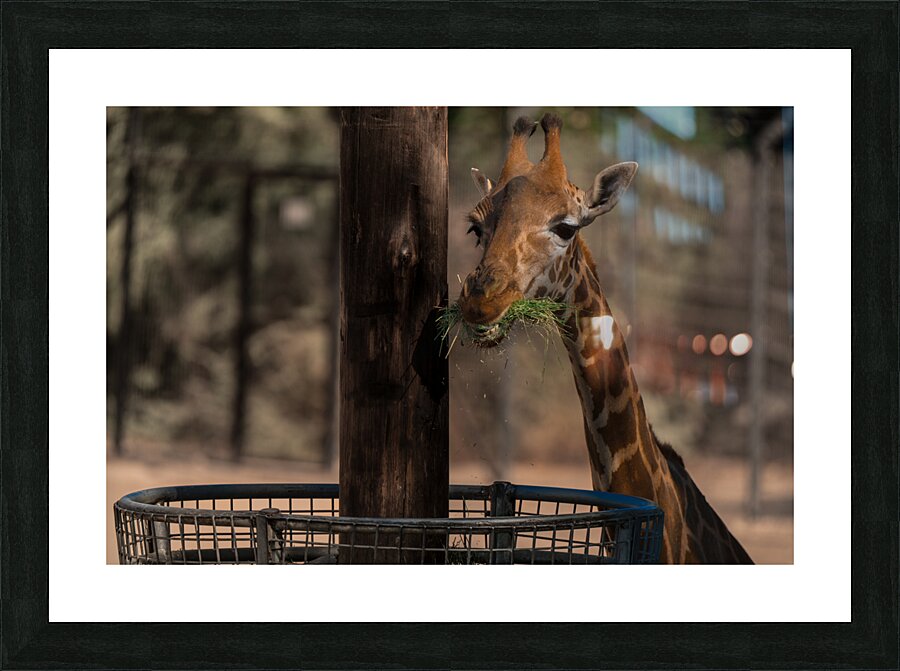 Giraffe Zoo Picture Frame print