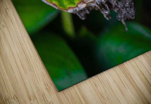 Leaf BZ puzzle