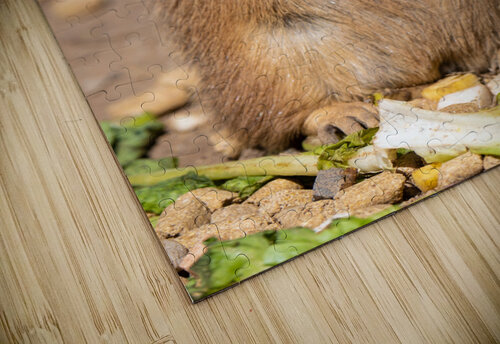 Prairie Dog  BZ puzzle