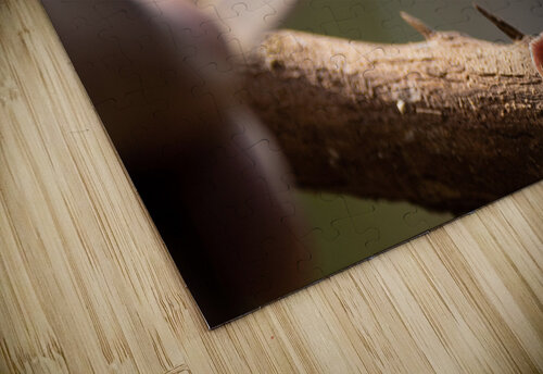 Feeding Bird BZ puzzle