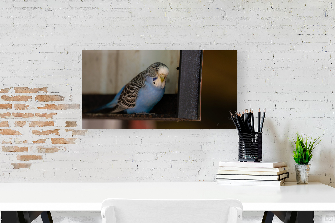 Resting Bird Reproduction
