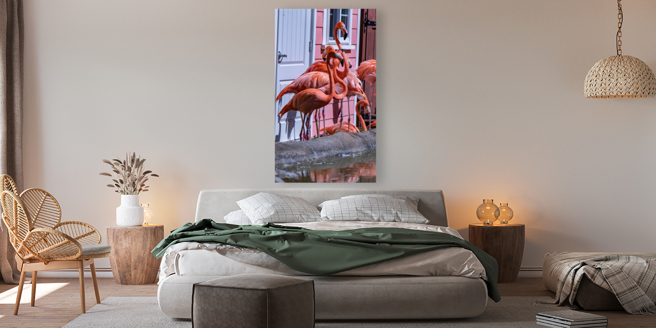 Flamingos Reproduction
