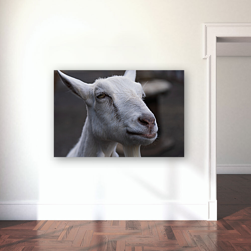 White Goat Reproduction