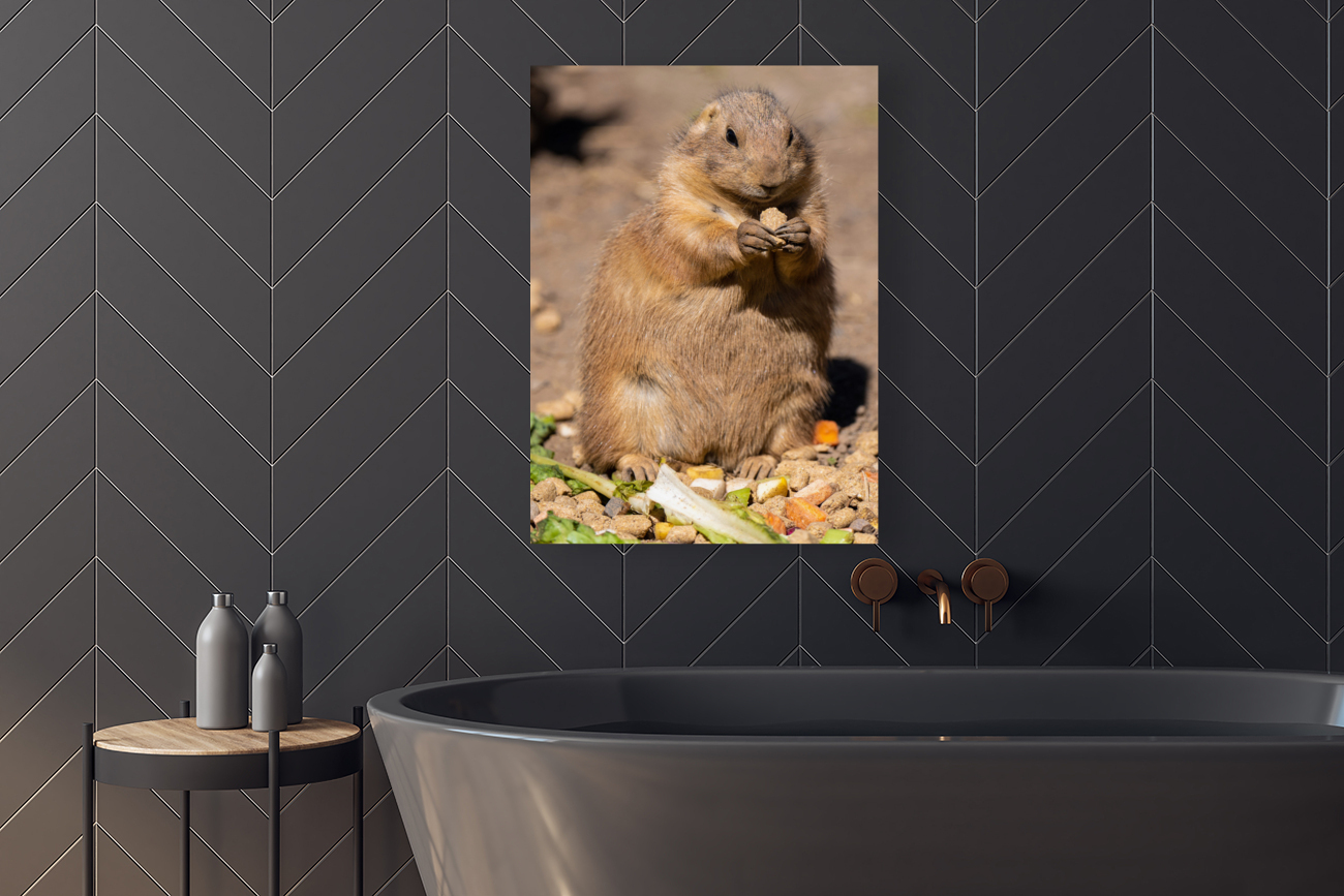 Prairie Dog  Reproduction