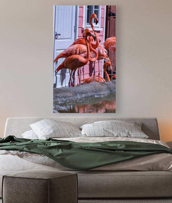 Flamingos Reproduction