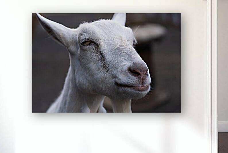 White Goat Reproduction