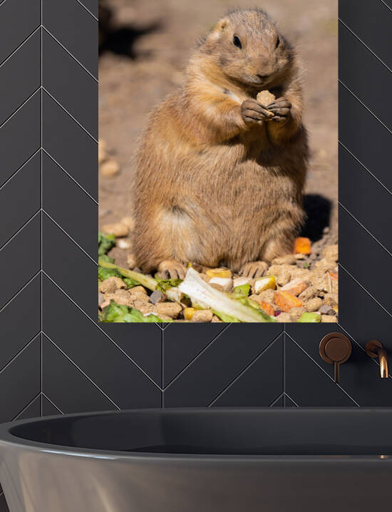 Prairie Dog  Reproduction