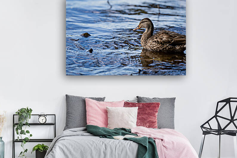 Duck Blue Water Reproduction