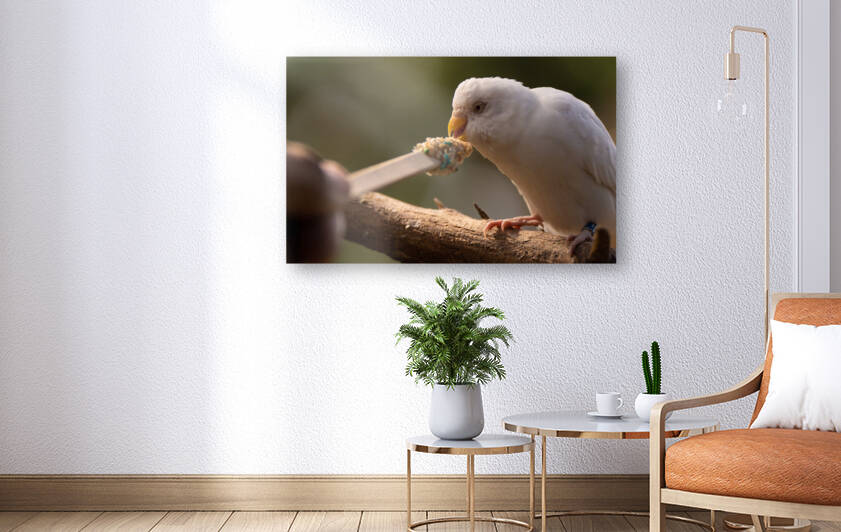 Feeding Bird by BZ