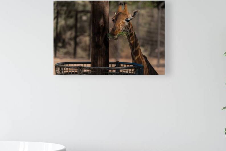 Giraffe Zoo by BZ