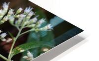 Bee Life HD Metal print