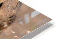 Prairie Dog  HD Metal print