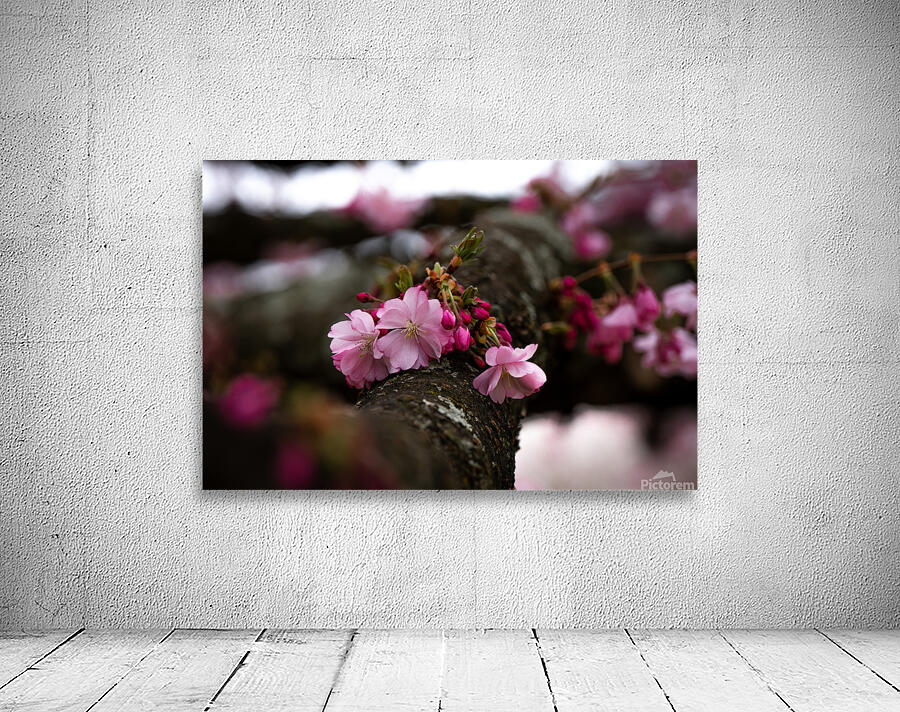 Flower Blossom Wall Preview