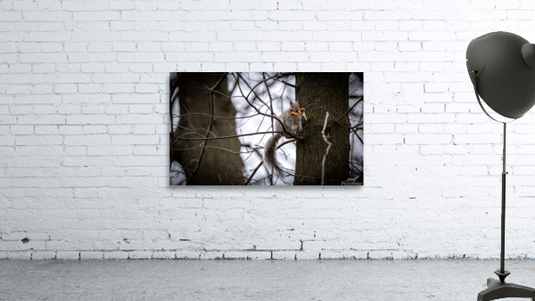 Squirrel Nest Wall Preview