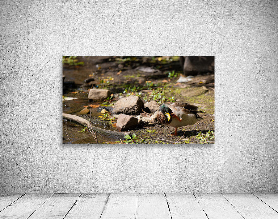 Duck Life Wall Preview