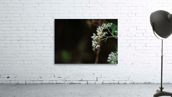 Bee Life Wall Preview