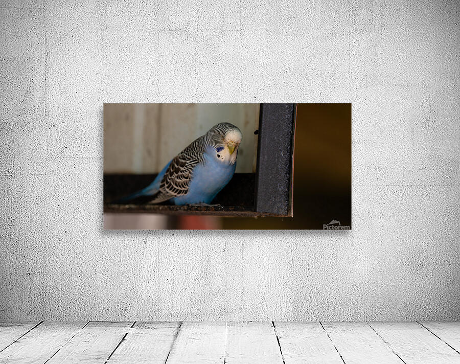 Resting Bird Wall Preview