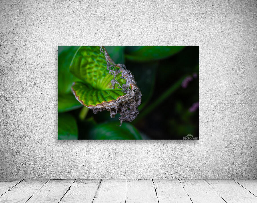 Leaf Wall Preview