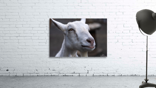 White Goat Wall Preview
