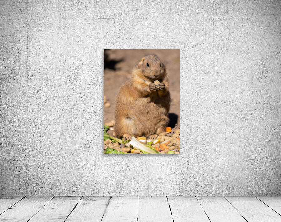 Prairie Dog  Wall Preview