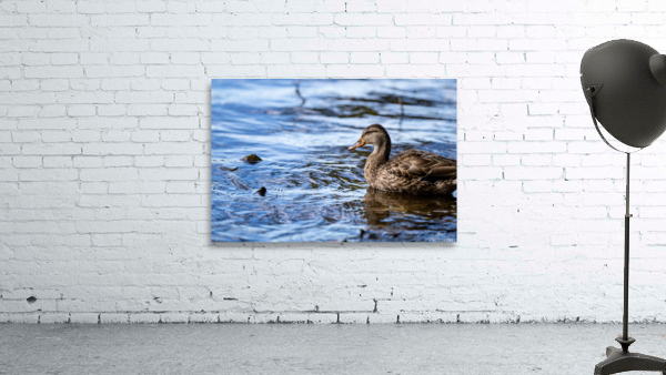 Duck Blue Water Wall Preview