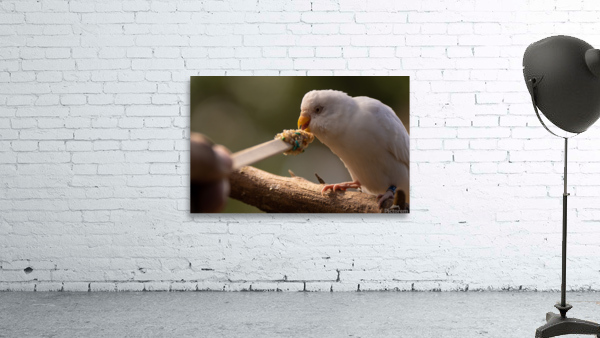 Feeding Bird Wall Preview