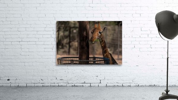 Giraffe Zoo Wall Preview