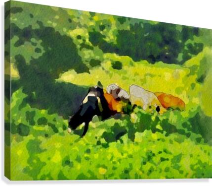 Cummington Cows Canvas Print