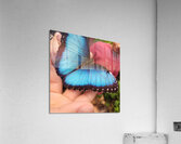 Butterfly Acrylic Print