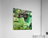 The magic butterfly Acrylic Print