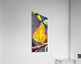 gold leaf Acrylic Print