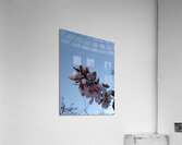 almonds Acrylic Print