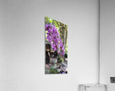 lilac Acrylic Print