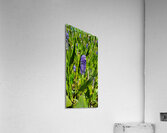 wild field Acrylic Print